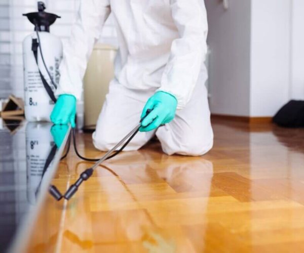 why-pest-control-is-necessary-after-a-house-clean why-pest-control-is-necessary-after-a-house-clean